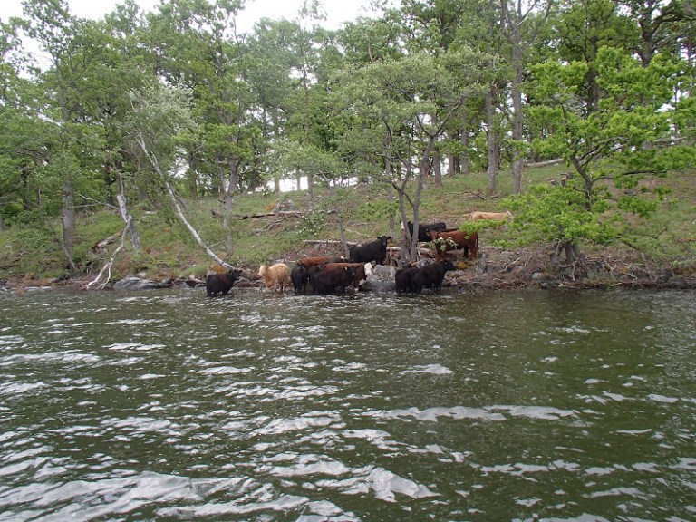 160529BavenSpikesPredaytorFishing110 (1)