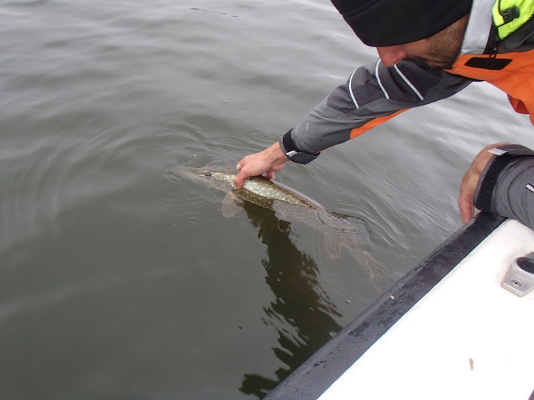 160529BavenSpikesPredaytorFishing126 (1)