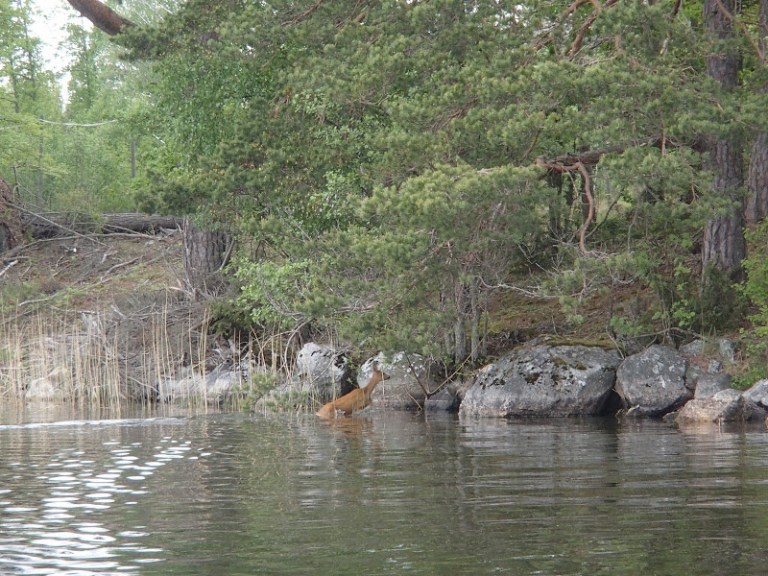 160529BavenSpikesPredaytorFishing153 (1)