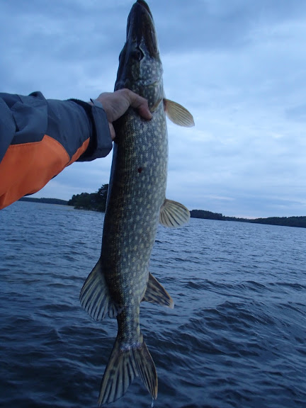 160529BavenSpikesPredaytorFishing169 (1)