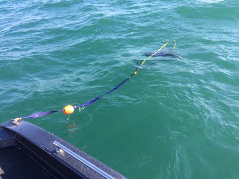 13718674_1109382742509129_6235238570014270366_n